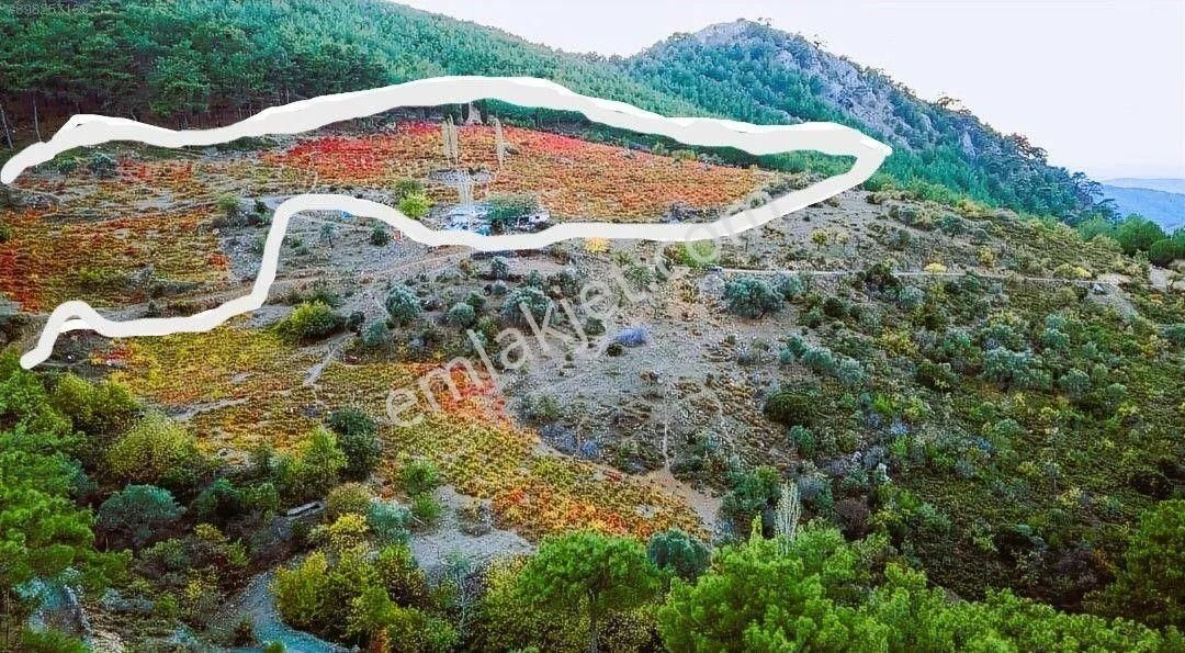 Fırsatı Değerlendirin Karabağlar Kavacık'ta 20.000m2 Bağımız Satılıktır - Görsel 4