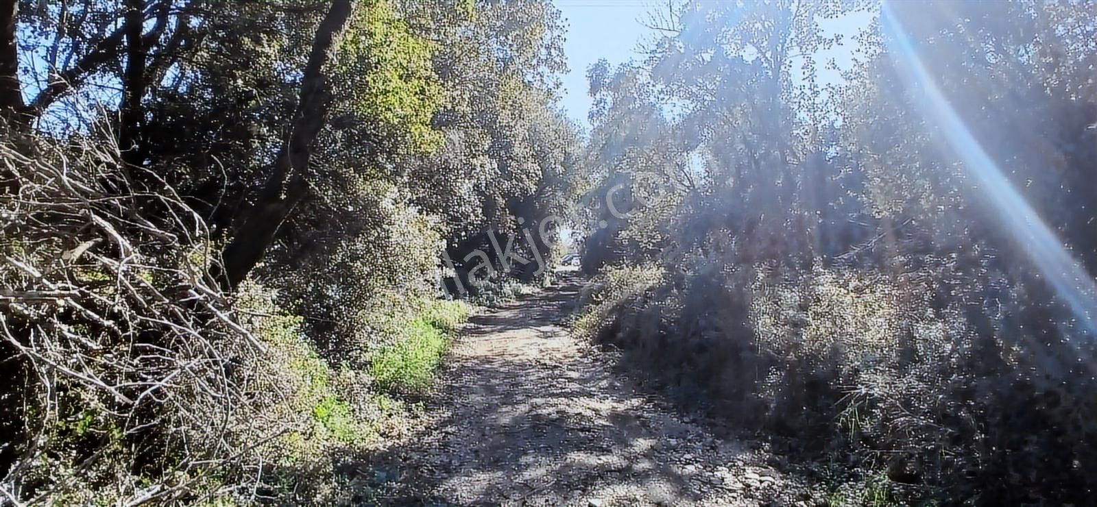 Aydın Nazilli İsabeyli İmar Sınırında Satılık Tarla Zeytinlik - Görsel 28