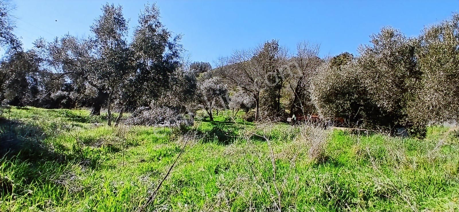 Aydın Nazilli İsabeyli İmar Sınırında Satılık Tarla Zeytinlik - Görsel 2