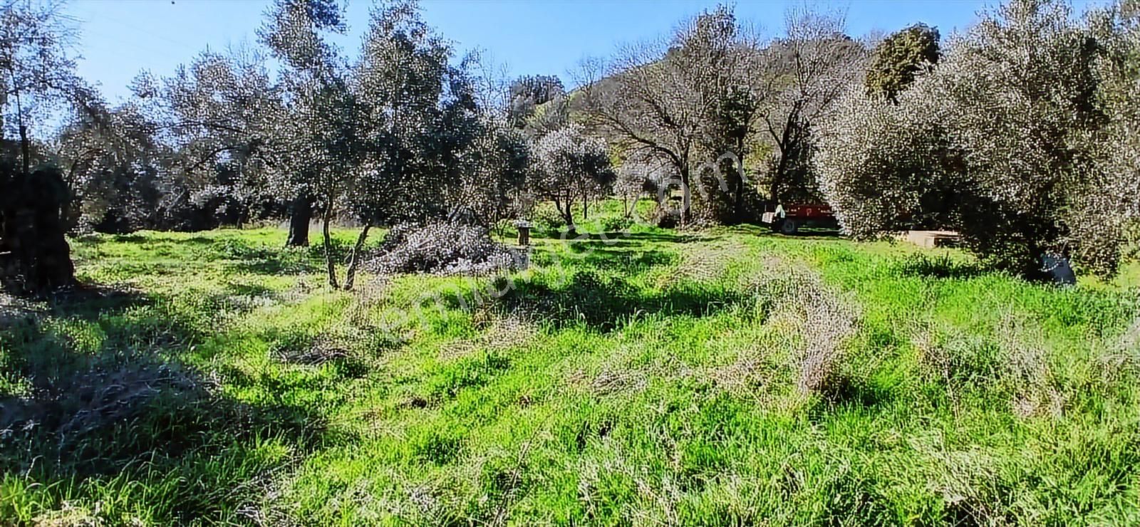 Aydın Nazilli İsabeyli İmar Sınırında Satılık Tarla Zeytinlik - Görsel 15