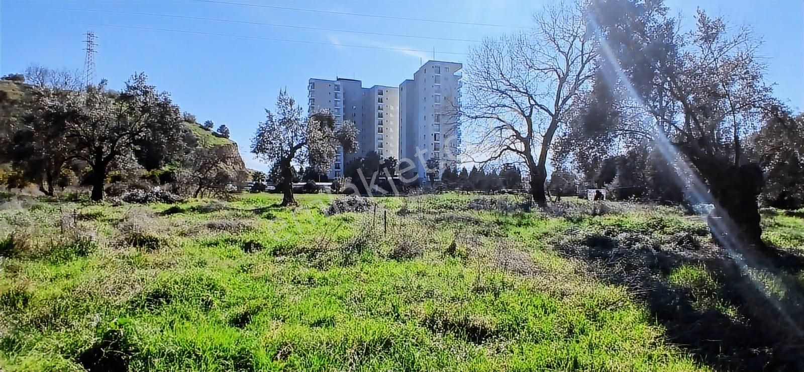 Aydın Nazilli İsabeyli İmar Sınırında Satılık Tarla Zeytinlik