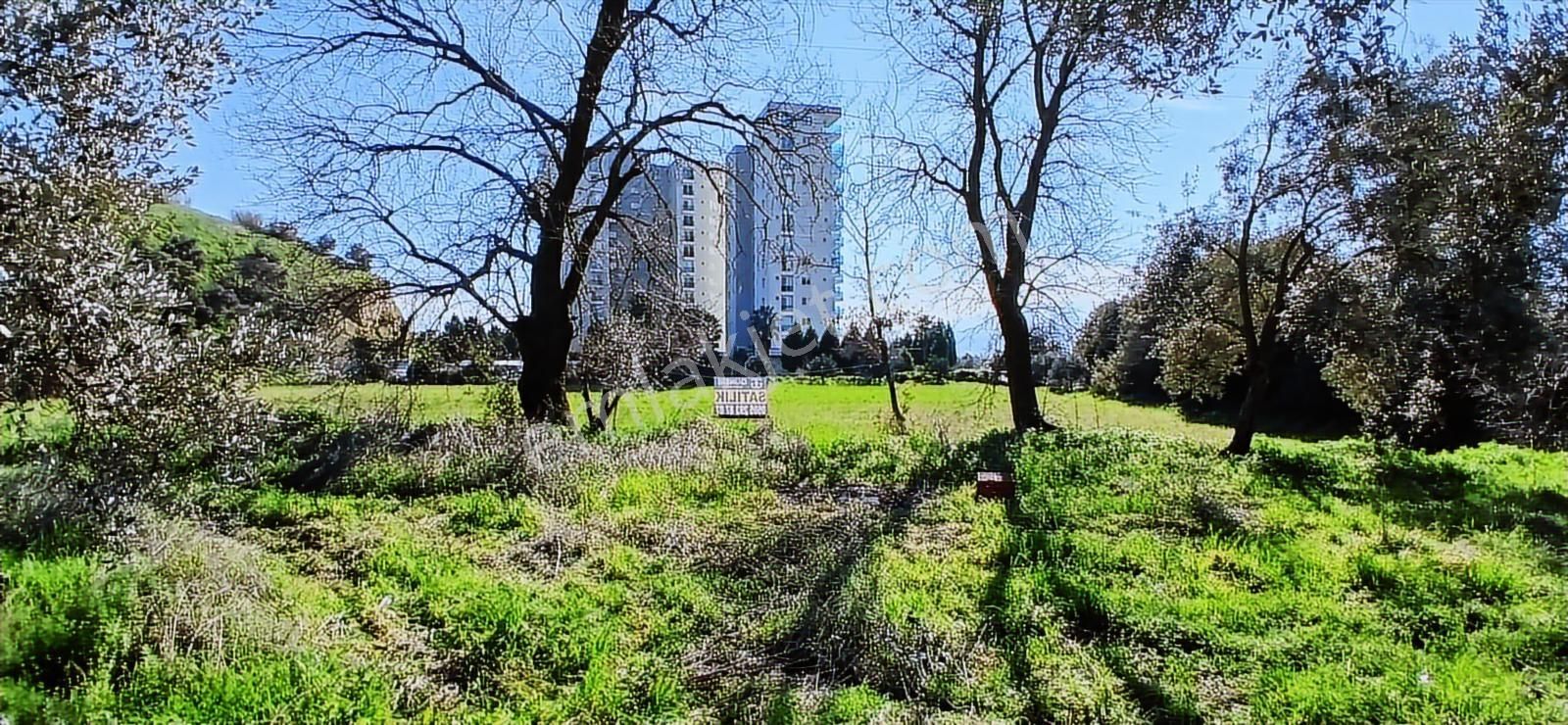 Aydın Nazilli İsabeyli İmar Sınırında Satılık Tarla Zeytinlik - Görsel 16