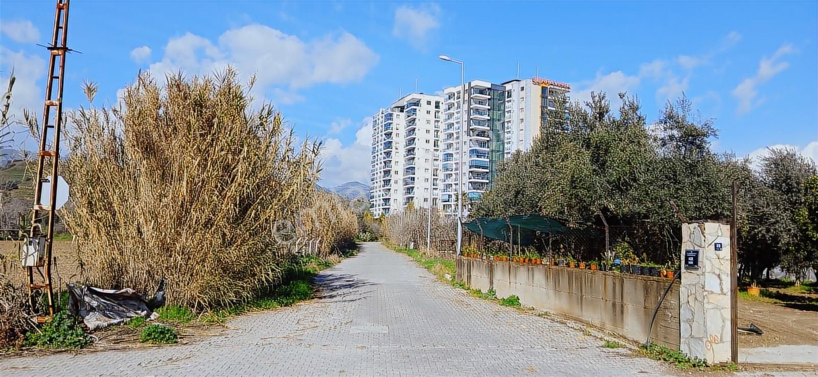 Aydın Nazilli İsabeyli İmar Sınırında Satılık Tarla Zeytinlik - Görsel 23