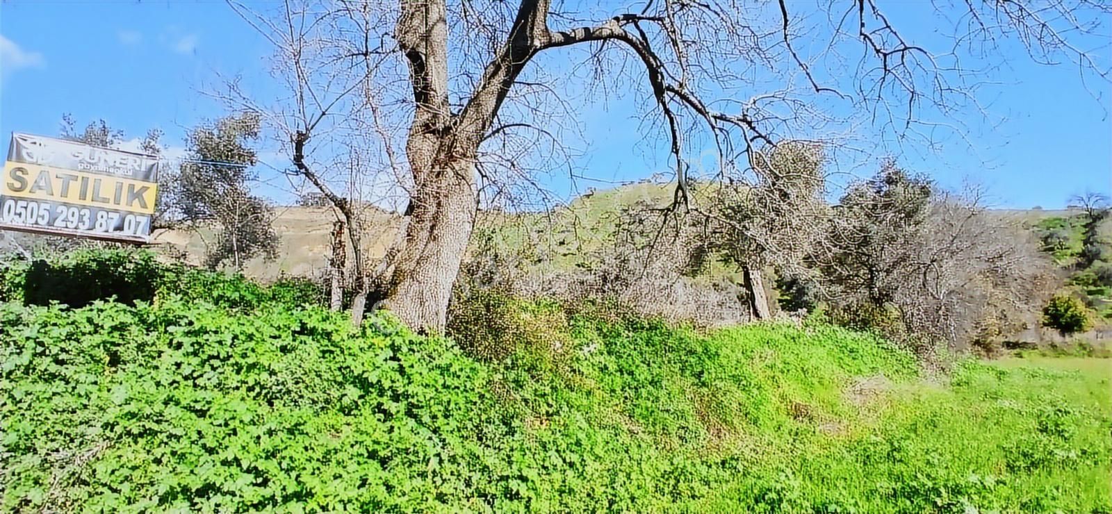 Aydın Nazilli İsabeyli İmar Sınırında Satılık Tarla Zeytinlik - Görsel 11