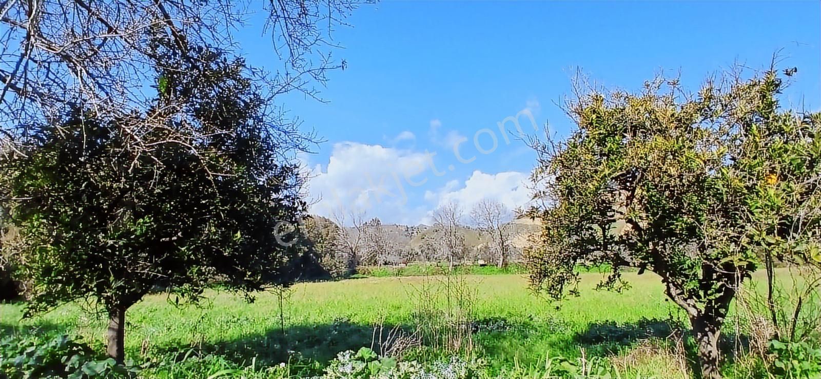 Aydın Nazilli İsabeyli İmar Sınırında Satılık Tarla Zeytinlik - Görsel 25