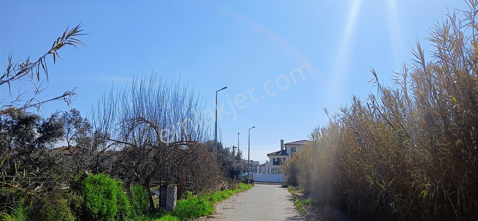 Aydın Nazilli İsabeyli İmar Sınırında Satılık Tarla Zeytinlik - Görsel 3