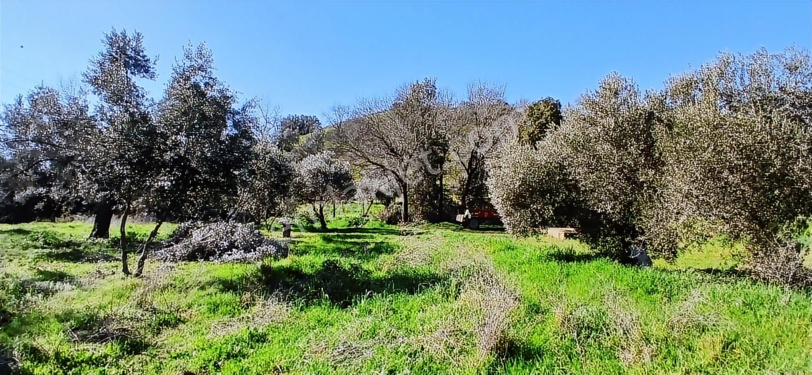 Aydın Nazilli İsabeyli İmar Sınırında Satılık Tarla Zeytinlik - Görsel 9