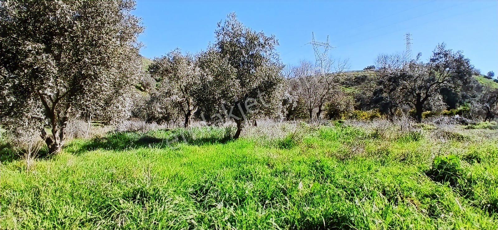 Aydın Nazilli İsabeyli İmar Sınırında Satılık Tarla Zeytinlik - Görsel 17