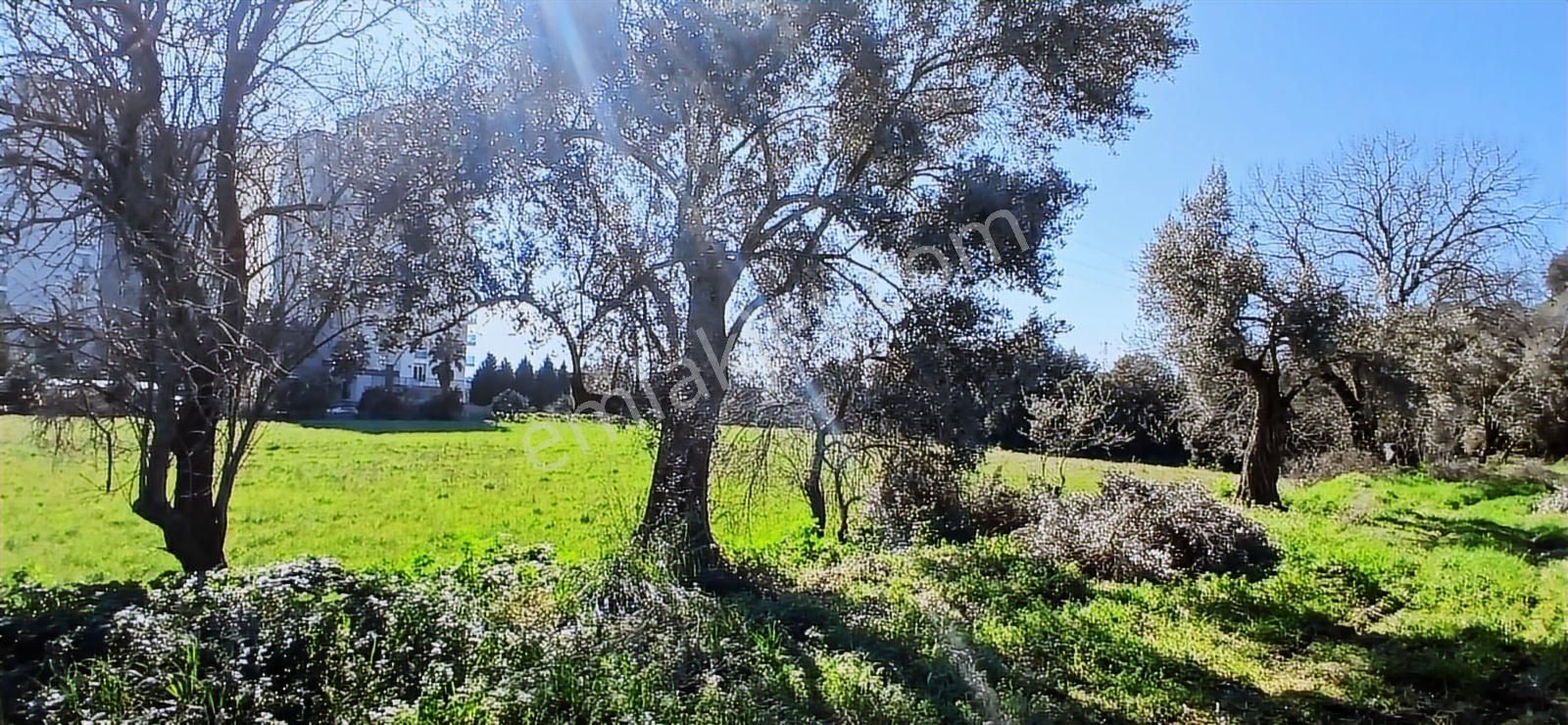 Aydın Nazilli İsabeyli İmar Sınırında Satılık Tarla Zeytinlik - Görsel 8