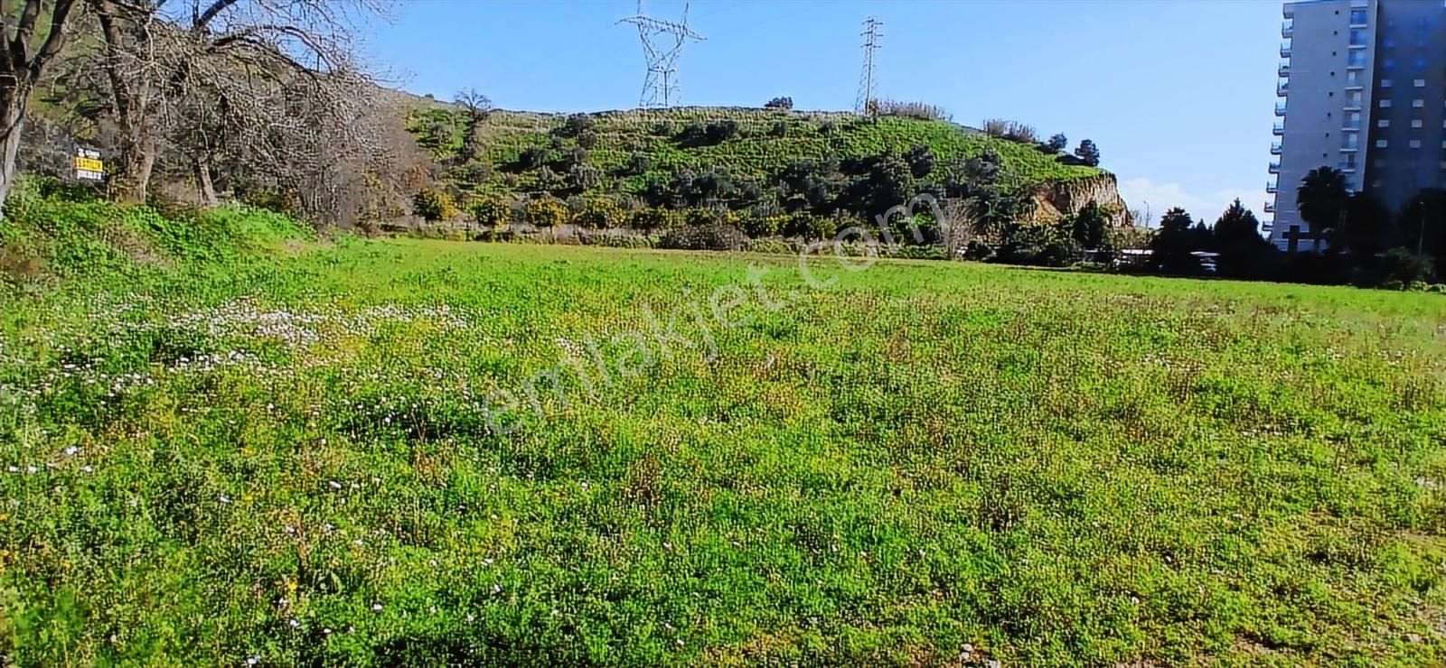 Aydın Nazilli İsabeyli İmar Sınırında Satılık Tarla Zeytinlik - Görsel 12