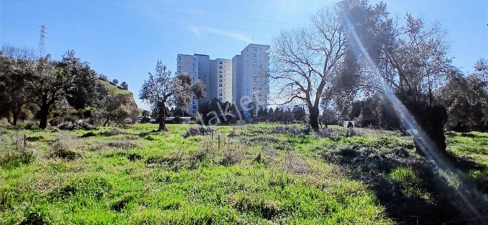 Aydın Nazilli İsabeyli İmar Sınırında Satılık Tarla Zeytinlik - Görsel 27