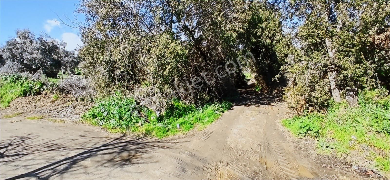 Aydın Nazilli İsabeyli İmar Sınırında Satılık Tarla Zeytinlik - Görsel 13