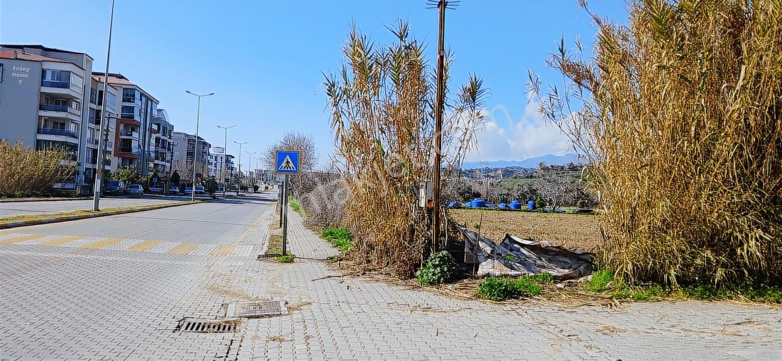 Aydın Nazilli İsabeyli İmar Sınırında Satılık Tarla Zeytinlik - Görsel 4