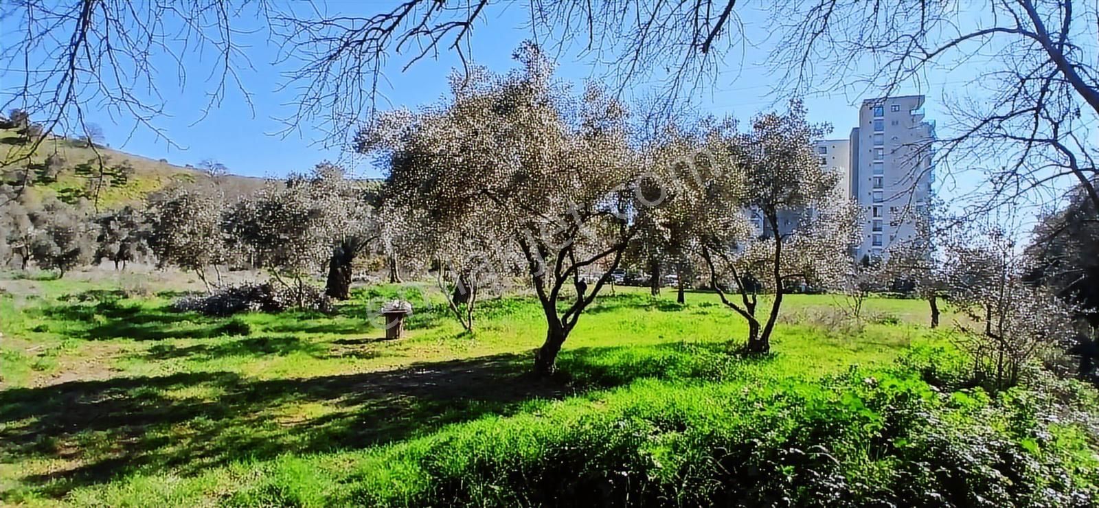 Aydın Nazilli İsabeyli İmar Sınırında Satılık Tarla Zeytinlik - Görsel 26