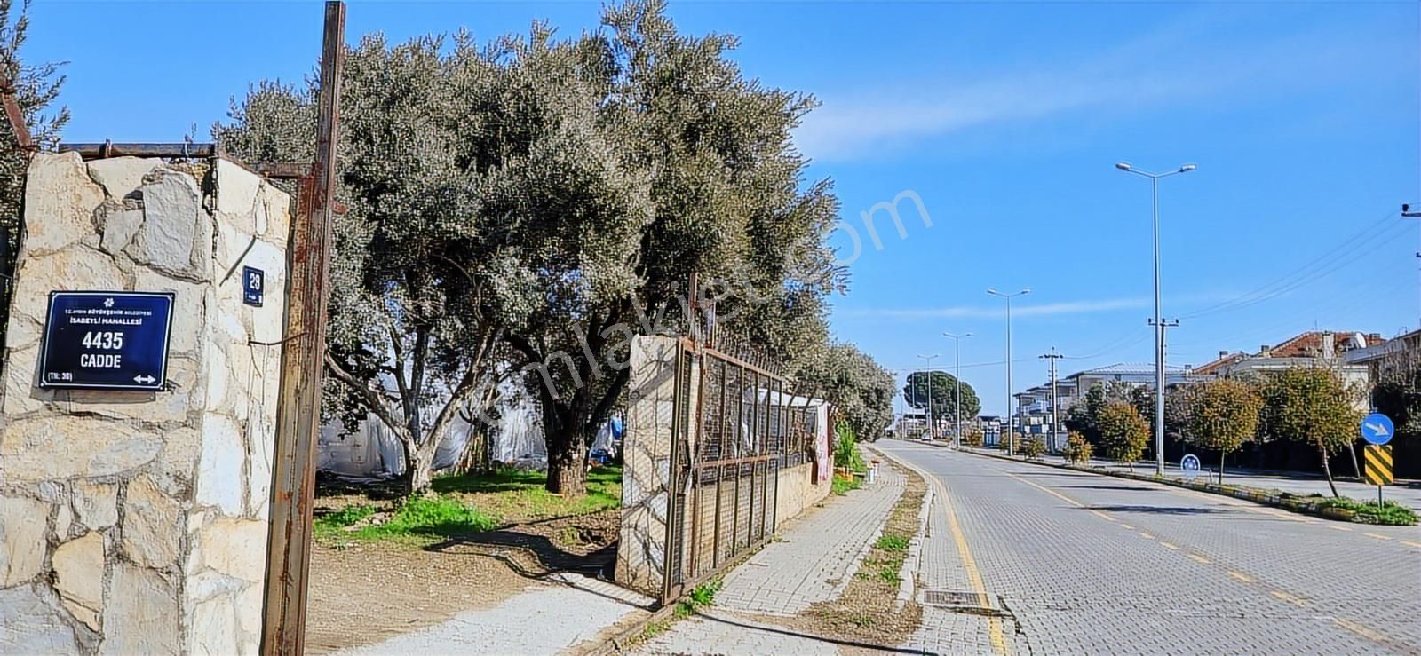 Aydın Nazilli İsabeyli İmar Sınırında Satılık Tarla Zeytinlik - Görsel 6