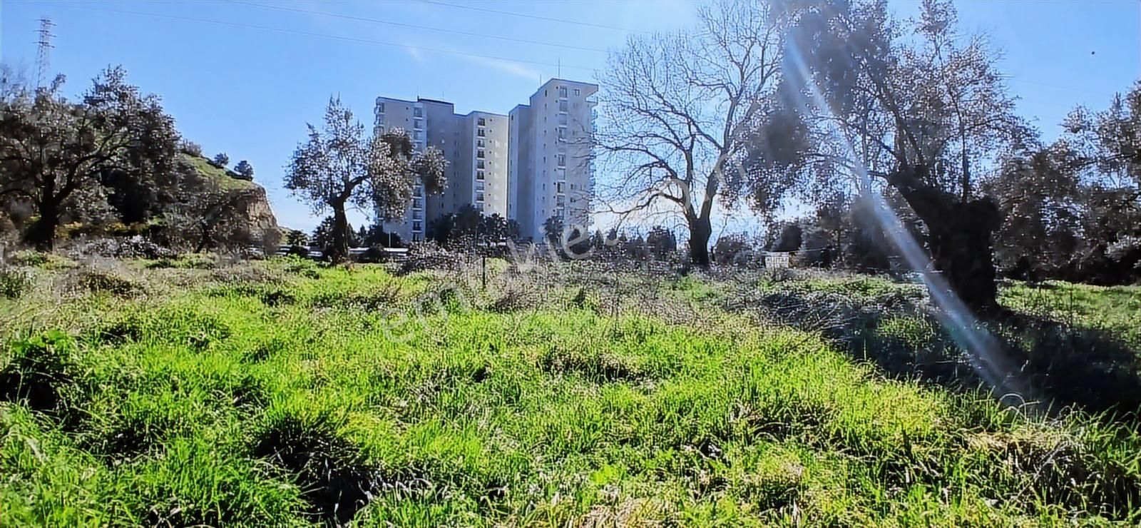 Aydın Nazilli İsabeyli İmar Sınırında Satılık Tarla Zeytinlik - Görsel 10