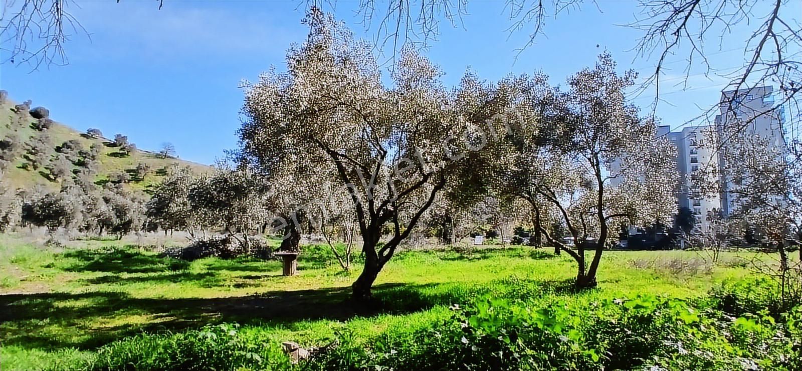 Aydın Nazilli İsabeyli İmar Sınırında Satılık Tarla Zeytinlik - Görsel 18