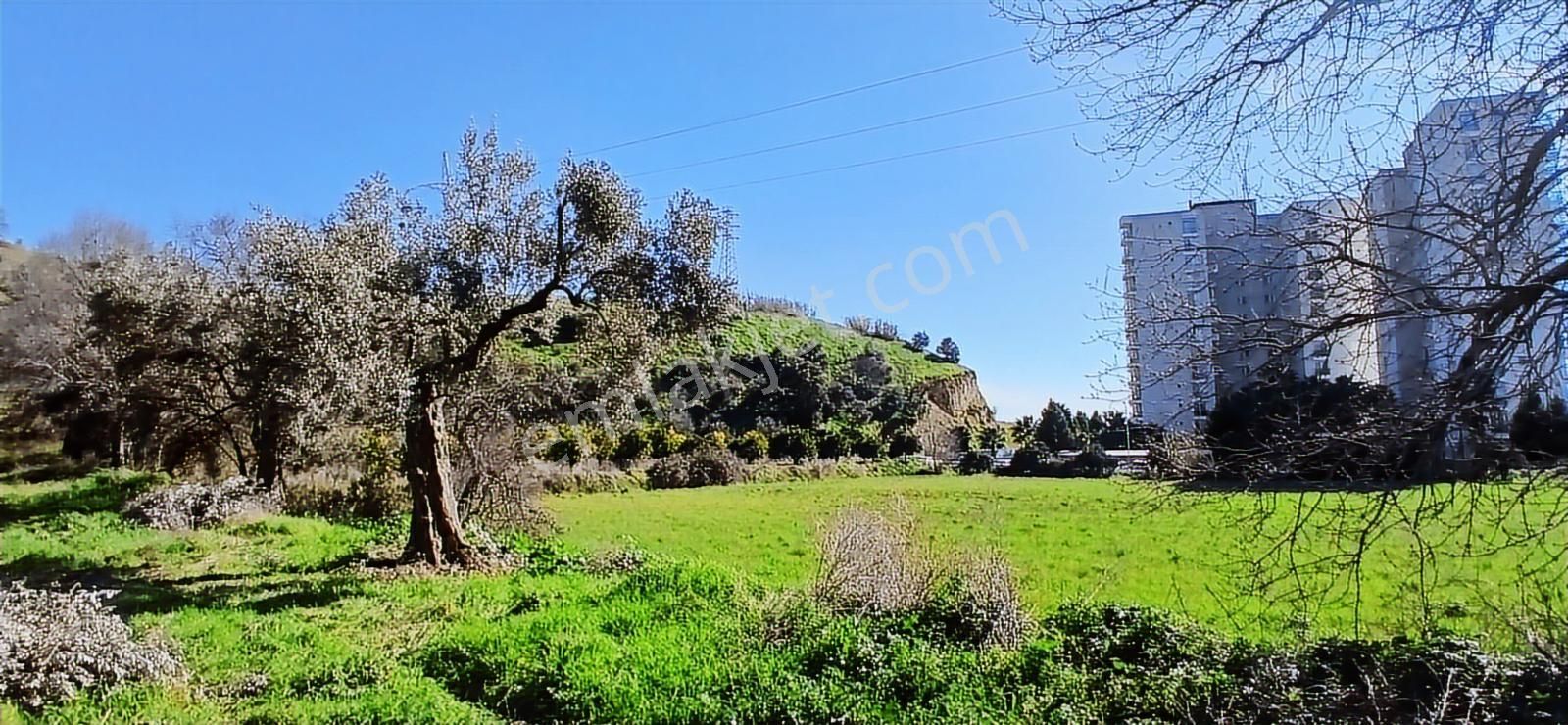 Aydın Nazilli İsabeyli İmar Sınırında Satılık Tarla Zeytinlik - Görsel 31