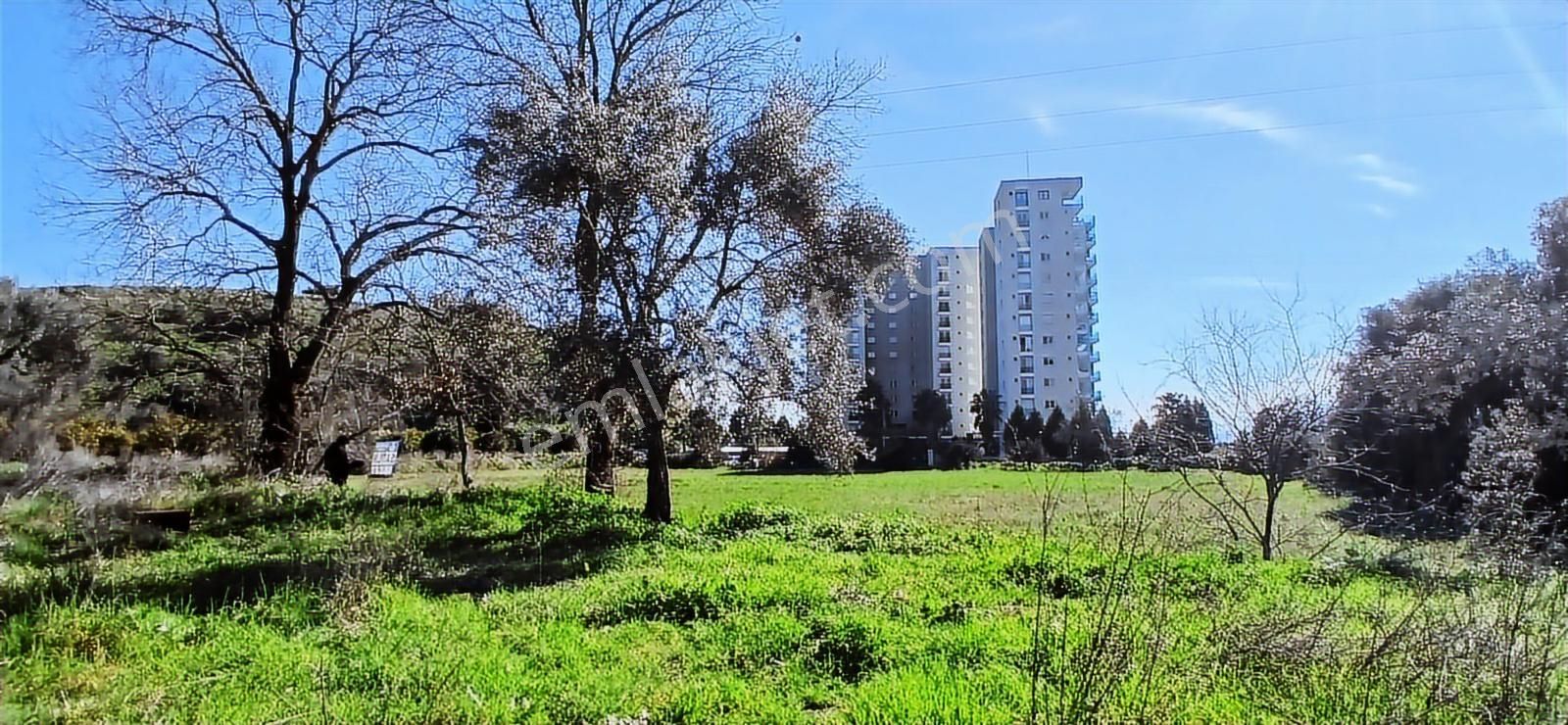 Aydın Nazilli İsabeyli İmar Sınırında Satılık Tarla Zeytinlik - Görsel 7