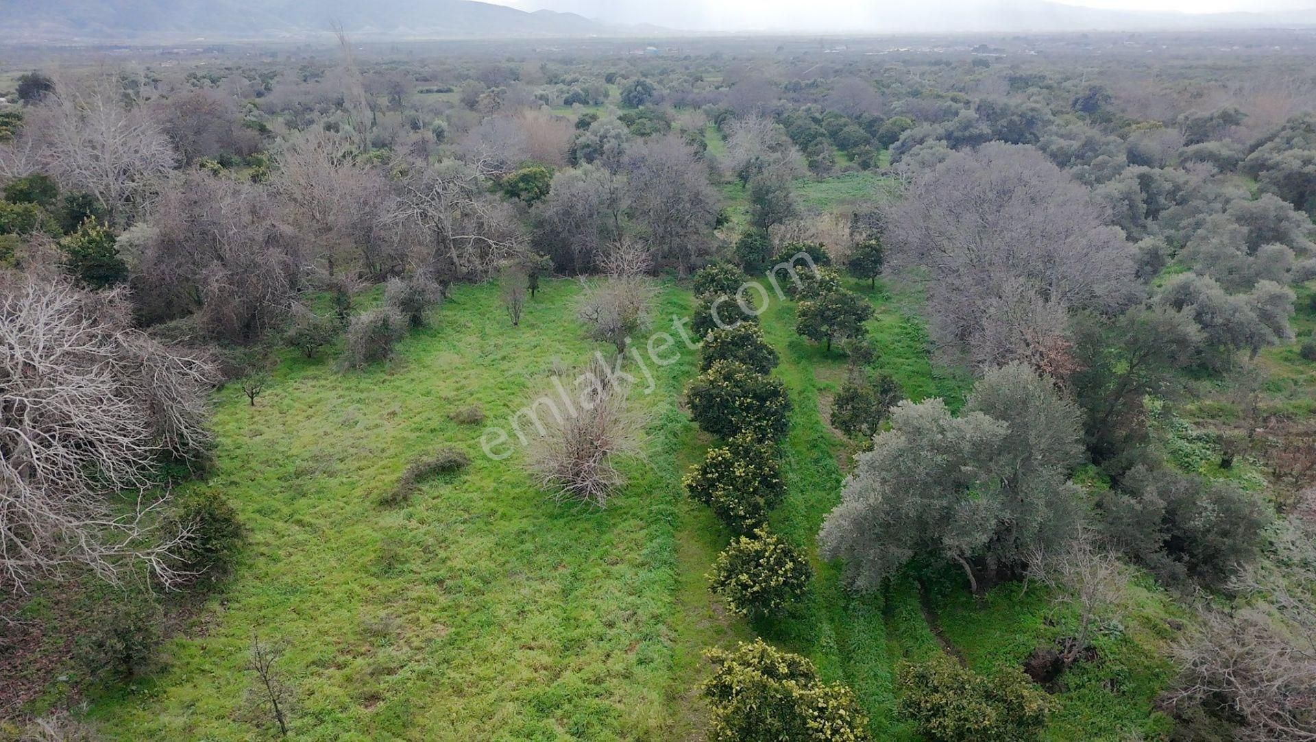 **aydın / Nazilli – Yalınkuyu Mahallesi Satılık Portakal Bahçesi – 1.115 M²** - Görsel 2
