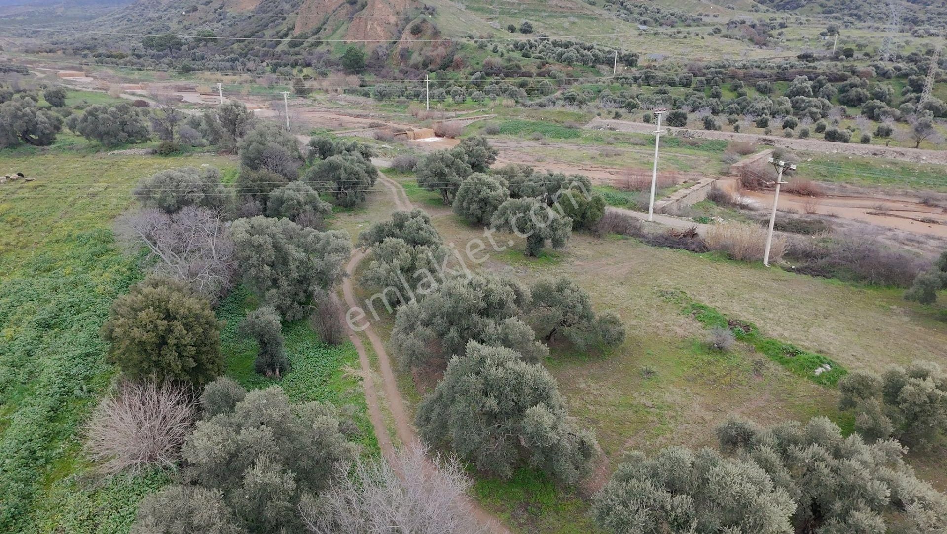 **aydın / Nazilli – Yalınkuyu Mahallesi Satılık Portakal Bahçesi – 1.115 M²** - Görsel 3