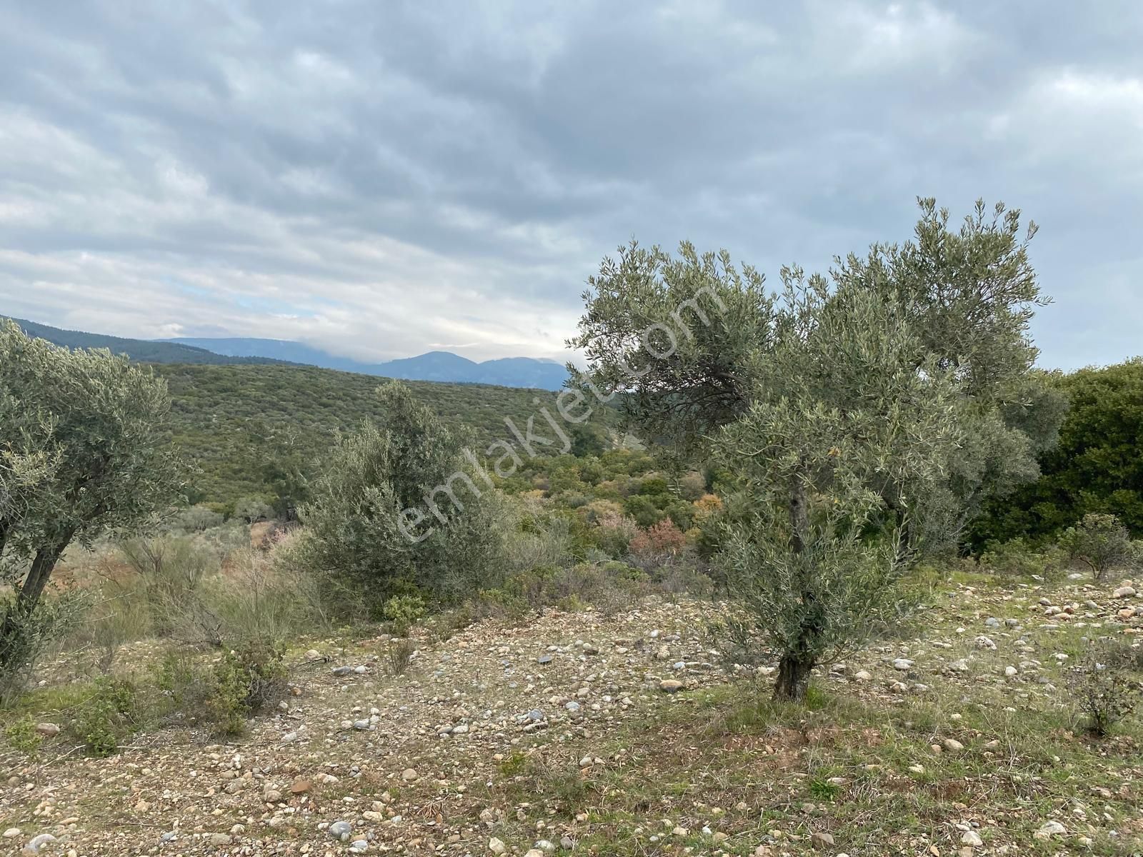 Torbalı Emlaktan Yazıbaşı'da Yatırım İçin Uygun 6025m2 Tek Tapu Müstakil Parsel Arazimiz Satılıktr - Görsel 15