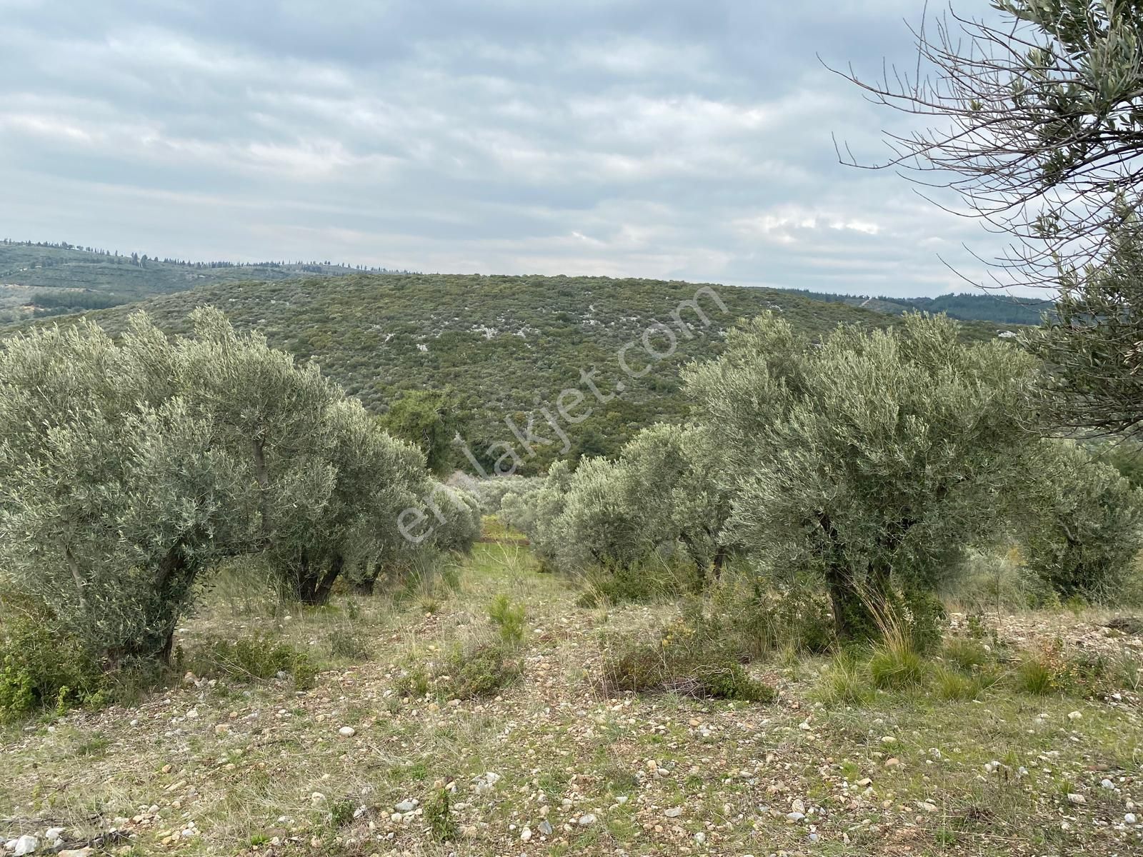 Torbalı Emlaktan Yazıbaşı'da Yatırım İçin Uygun 6025m2 Tek Tapu Müstakil Parsel Arazimiz Satılıktr - Görsel 18
