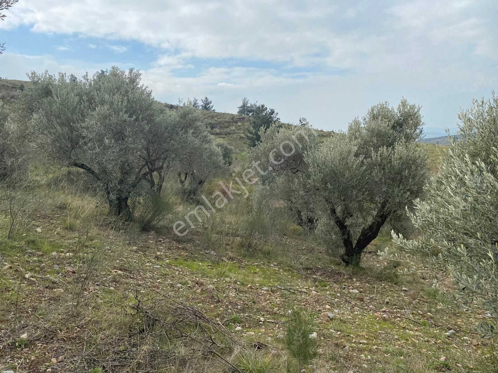 Torbalı Emlaktan Yazıbaşı'da Yatırım İçin Uygun 6025m2 Tek Tapu Müstakil Parsel Arazimiz Satılıktr - Görsel 7