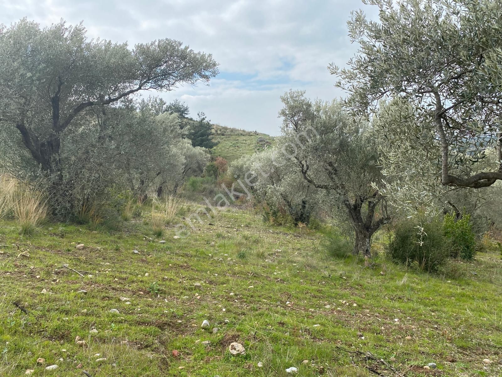 Torbalı Emlaktan Yazıbaşı'da Yatırım İçin Uygun 6025m2 Tek Tapu Müstakil Parsel Arazimiz Satılıktr - Görsel 14