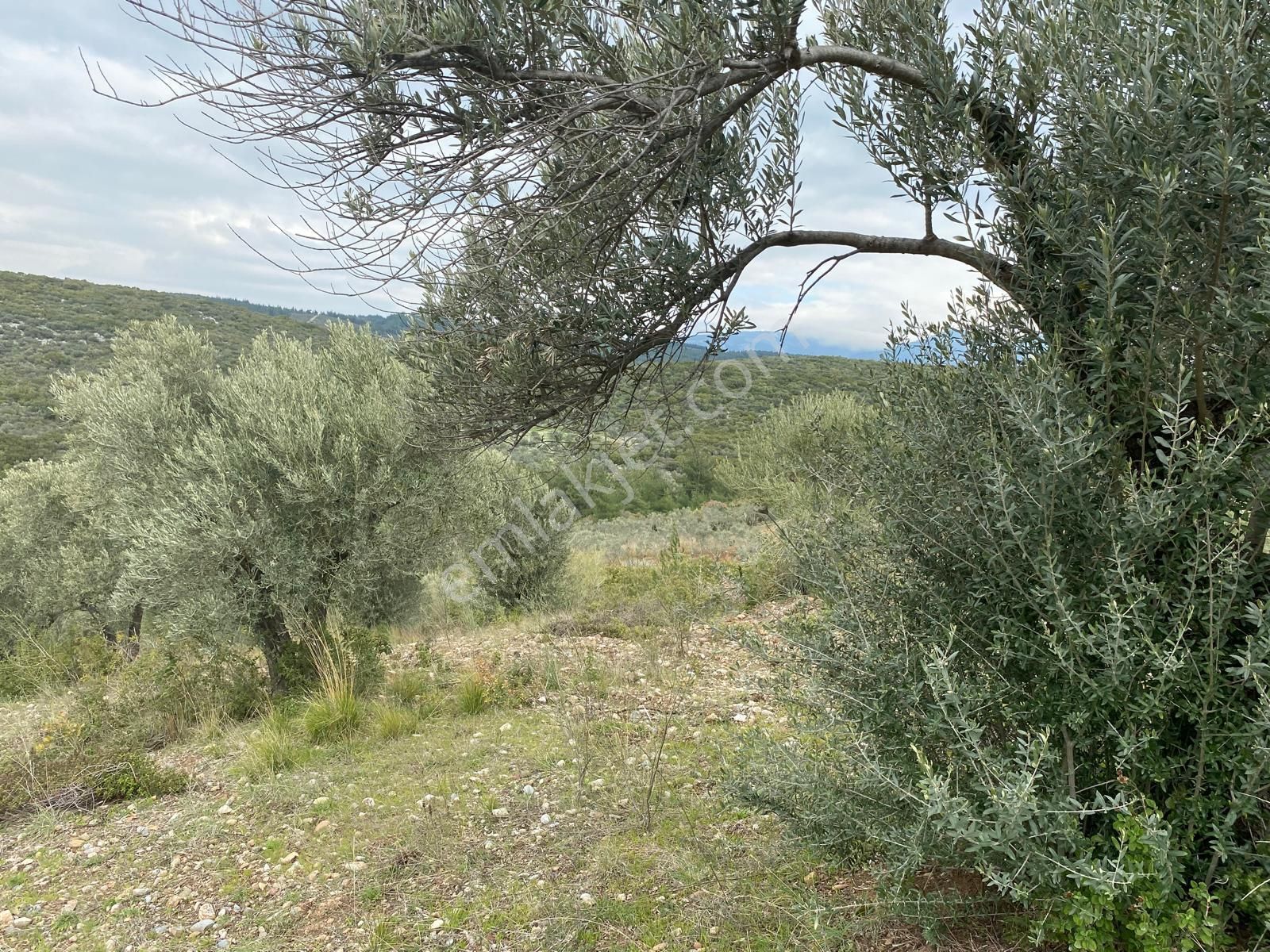 Torbalı Emlaktan Yazıbaşı'da Yatırım İçin Uygun 6025m2 Tek Tapu Müstakil Parsel Arazimiz Satılıktr - Görsel 19