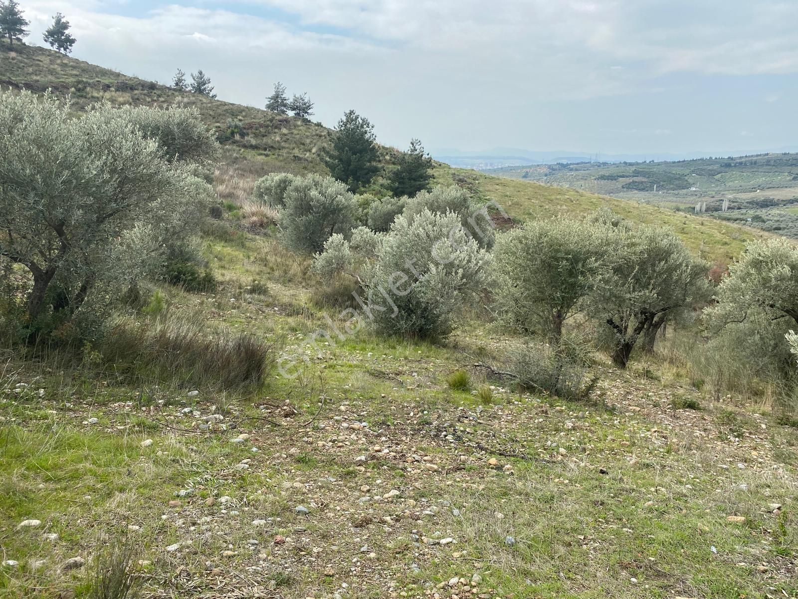 Torbalı Emlaktan Yazıbaşı'da Yatırım İçin Uygun 6025m2 Tek Tapu Müstakil Parsel Arazimiz Satılıktr - Görsel 4
