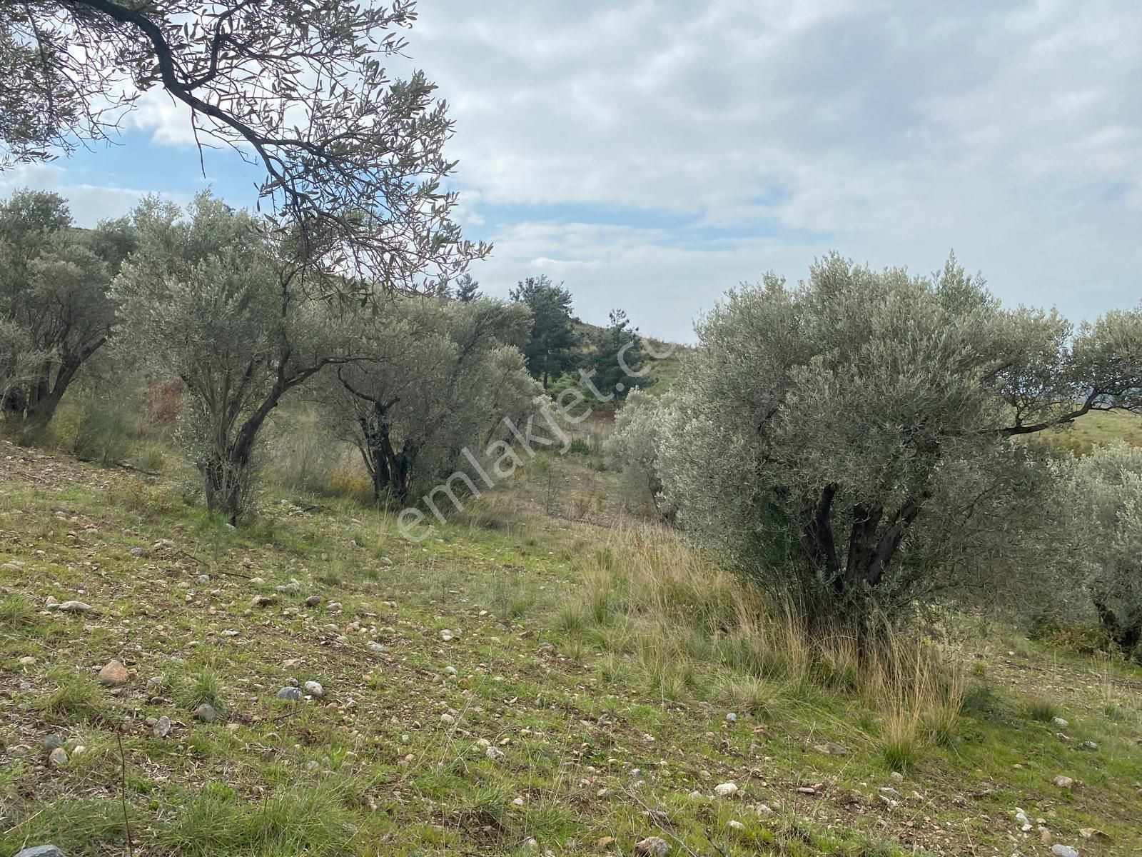 Torbalı Emlaktan Yazıbaşı'da Yatırım İçin Uygun 6025m2 Tek Tapu Müstakil Parsel Arazimiz Satılıktr - Görsel 17