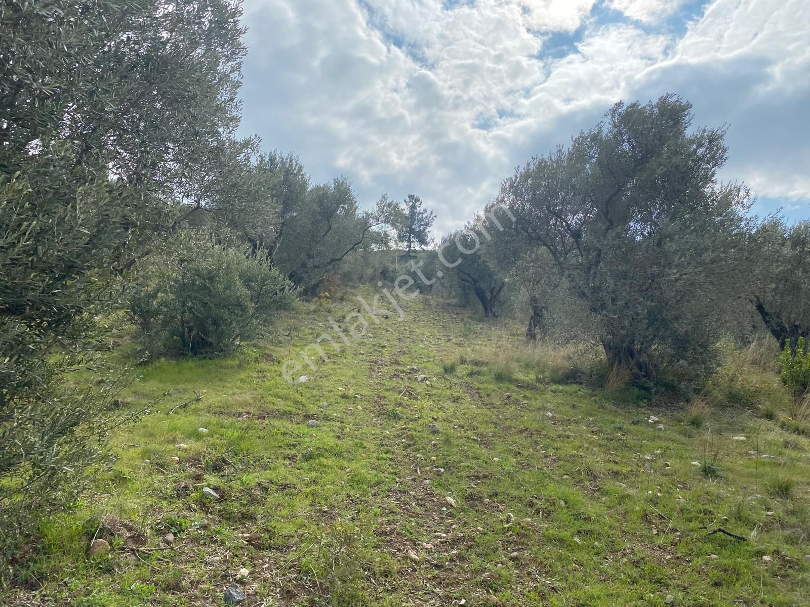 Torbalı Emlaktan Yazıbaşı'da Yatırım İçin Uygun 6025m2 Tek Tapu Müstakil Parsel Arazimiz Satılıktr - Görsel 27
