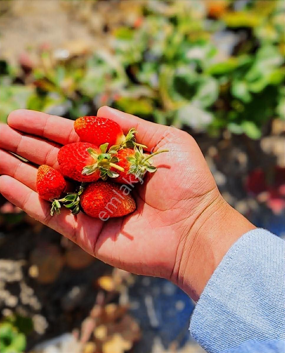 Hacılar Aşağı Mahallede Manzaralı 650m2 Uygun Villa Parseli - Görsel 31