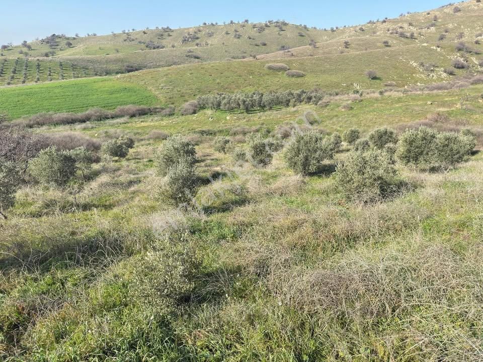 Satılık Tarla - Görsel 6