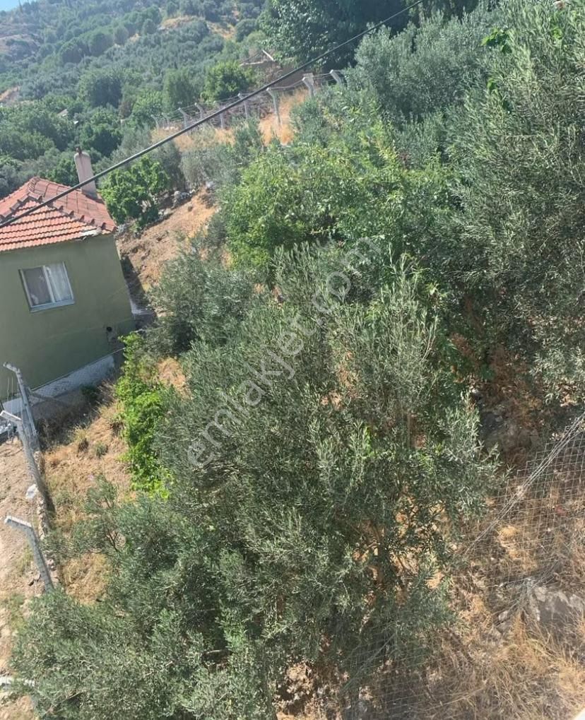 Söke Güllübahçe’de 2 Kat İmarlı, Zeytinli Satılık 136 M² Arsa - Görsel 3