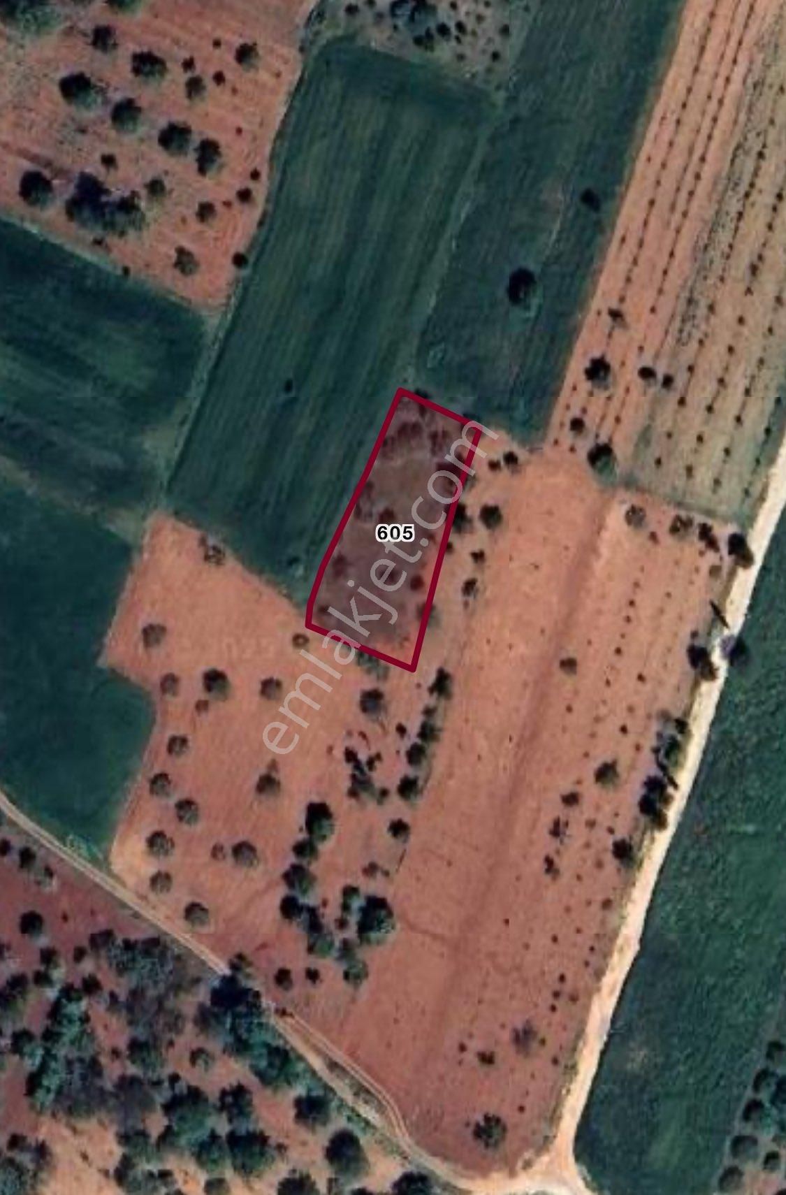 Oğuzeli Çaybaşı’nda 1300 M² Bakımlı Zeytinlik – Tek Tapulu, 1.860.000₺! - Görsel 3