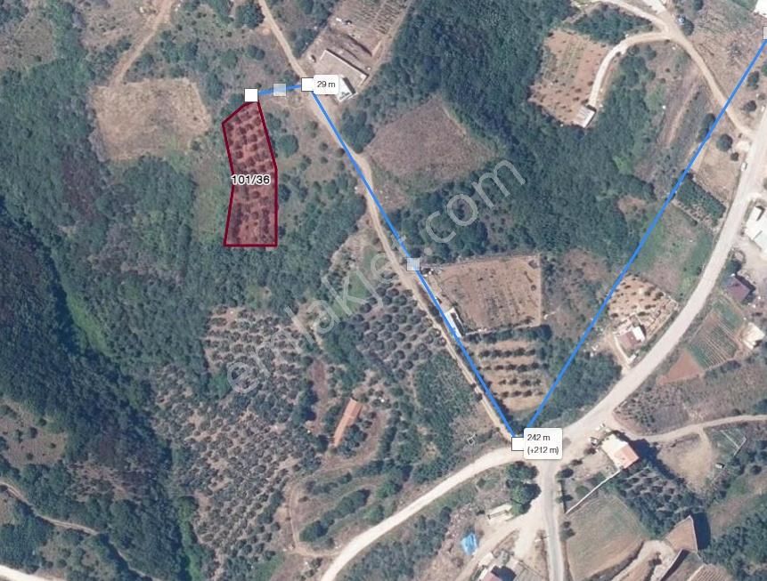 Sahil Yenice De Deniz Manzaralı Satılık Zeytinlik Tarla - Görsel 2