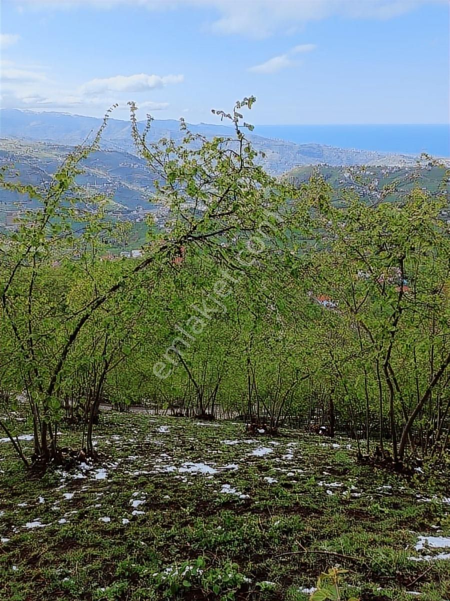 Mağmat'ta Acil Satılık Arazi - Görsel 2
