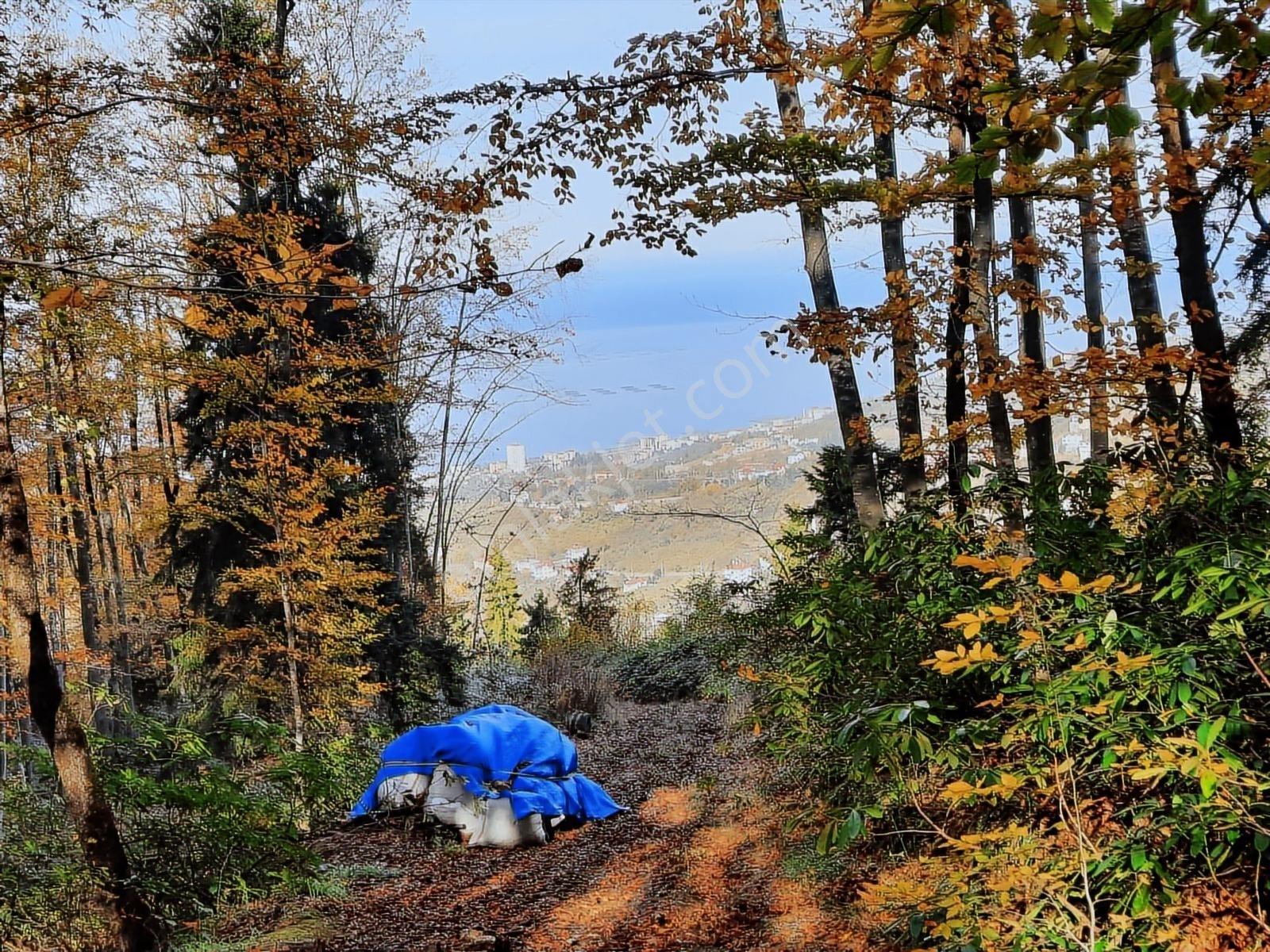 Vakfıkebir De Satılık Deniz Manzaralı Arazi - Görsel 8
