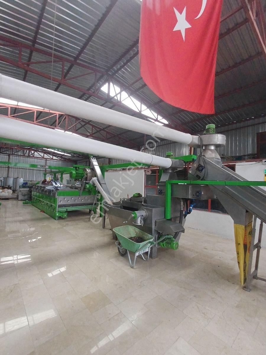 Karaisalı,beydemirli Köyünde Ana Yola Sıfır Zeytinyağı Fabrikası - Görsel 11