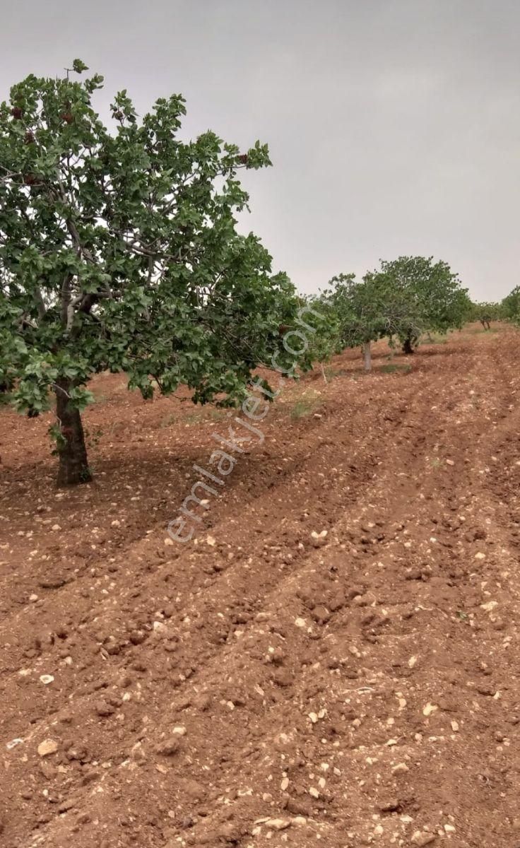Geylani Emlaktan Fıstıklıkdiphisar50 Dönüm 40 Veya 50 Yaş Arası - Görsel 4