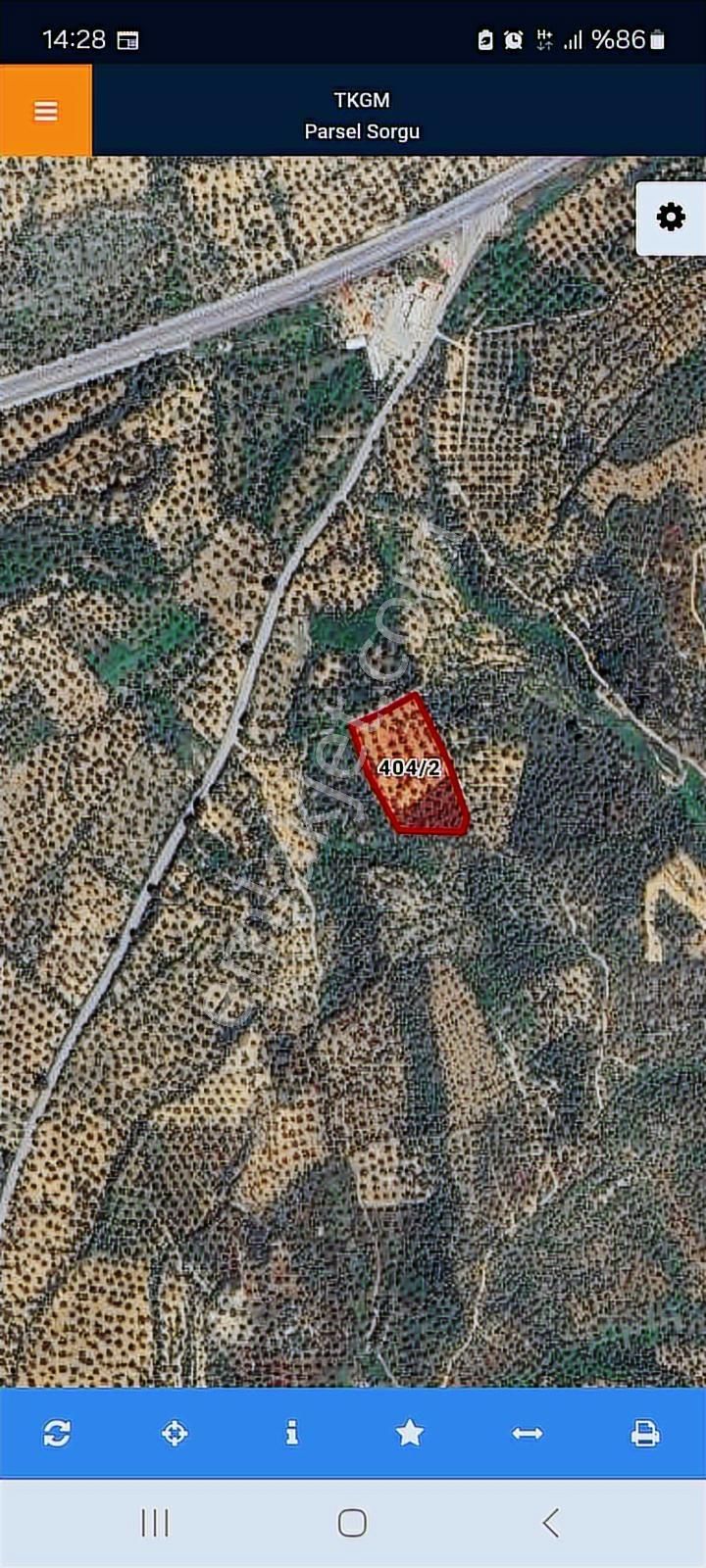 Burhaniye Pelitköy'de Yatırımlık Deniz Manzaralı Zeytinlik