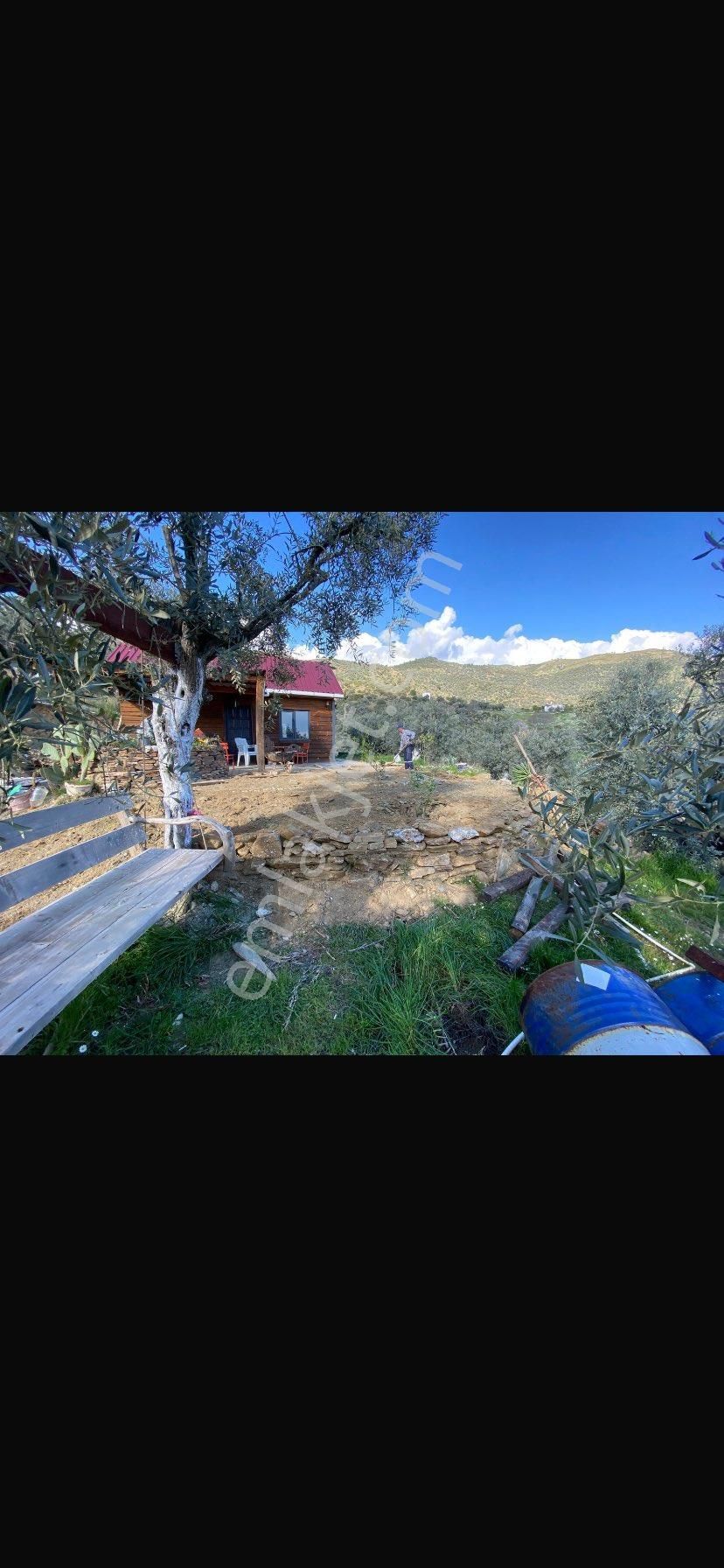 Bayındırda Dağ Evli Zeytinlik