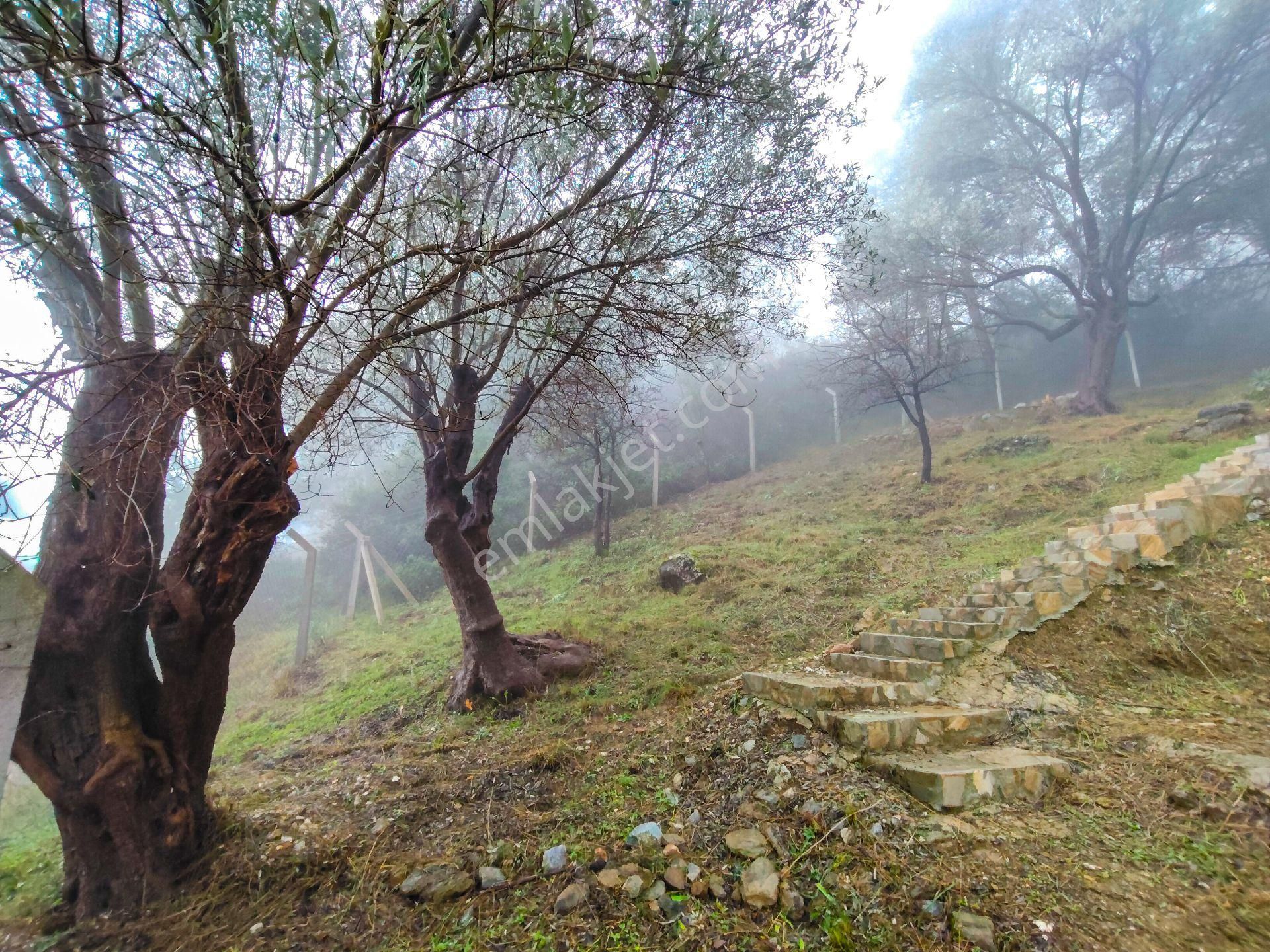 1241m² Geniş Bahçeli | Manzaralı | Numaratajlı | Yapı Kayıtlı | Müstakil Yaşam Fırsatı!! - Görsel 8