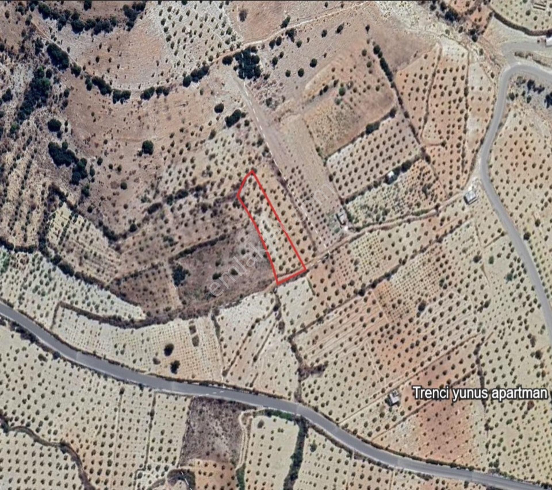 Morcalı Da Satılık 3080 M2 Tek Tapu Zeytinlik - Görsel 10