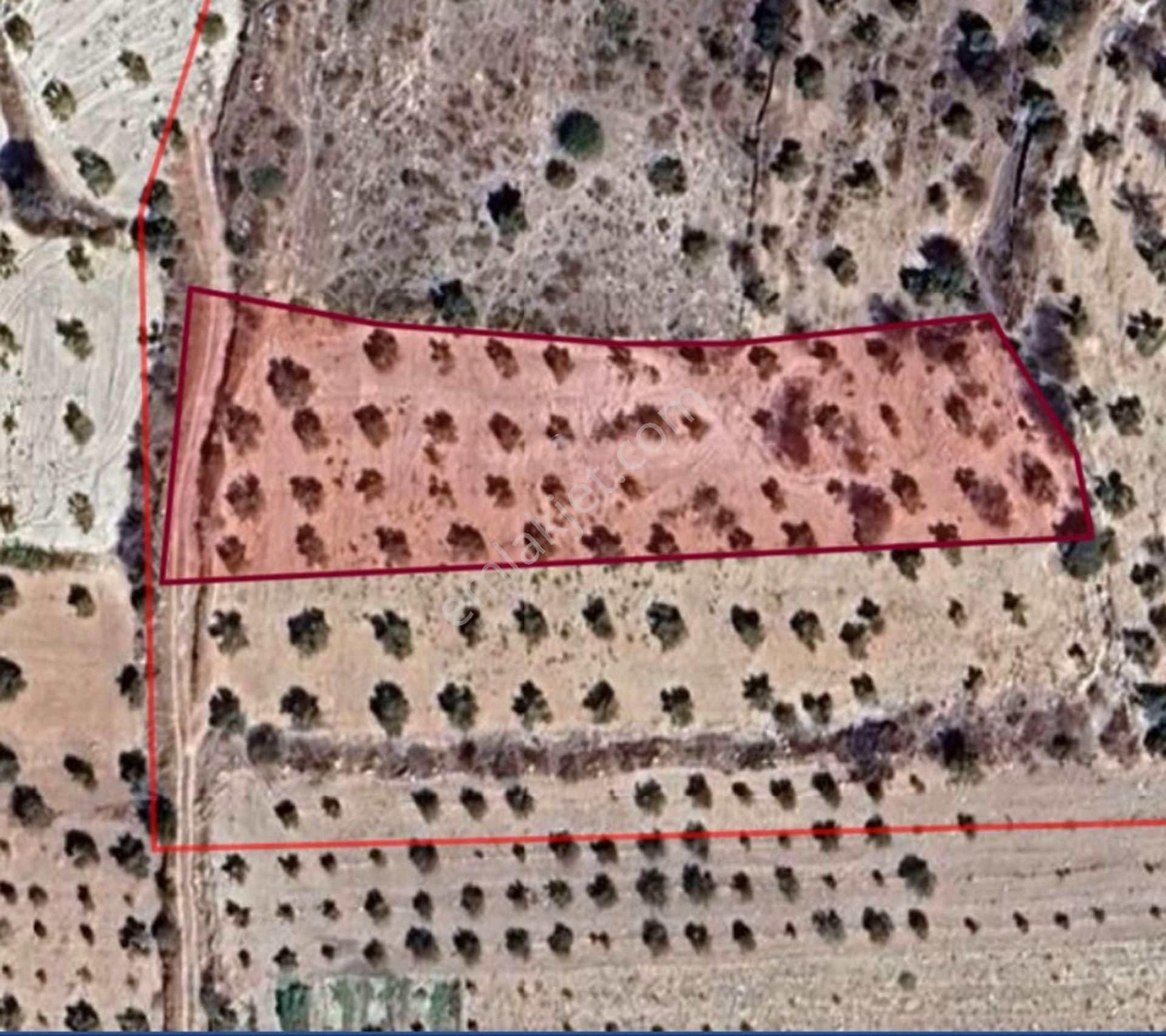 Morcalı Da Satılık 3080 M2 Tek Tapu Zeytinlik