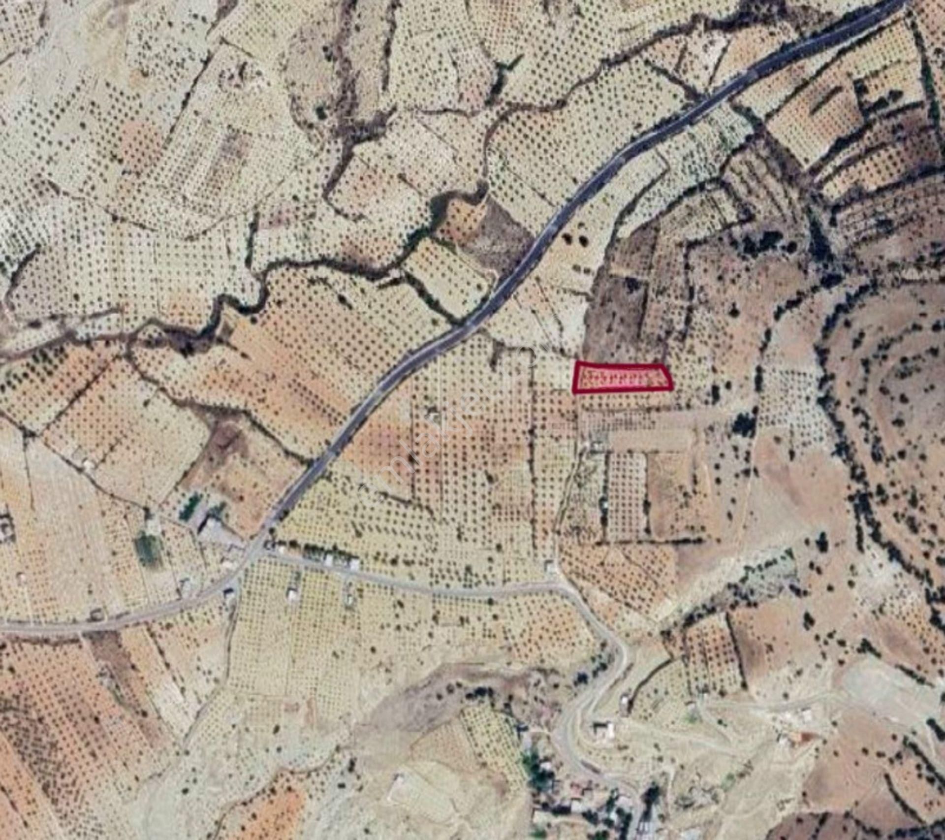 Morcalı Da Satılık 3080 M2 Tek Tapu Zeytinlik - Görsel 6