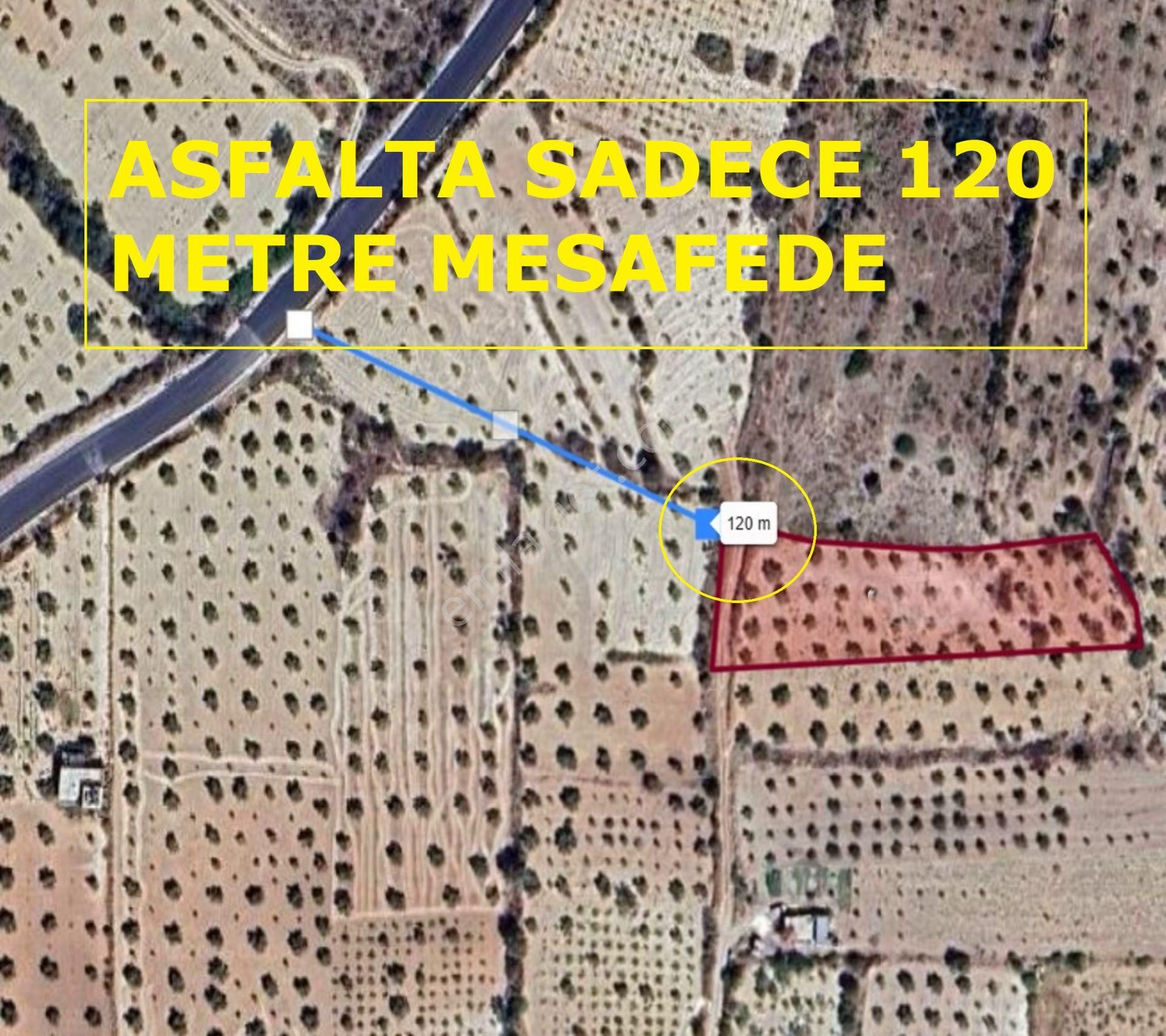 Morcalı Da Satılık 3080 M2 Tek Tapu Zeytinlik - Görsel 4