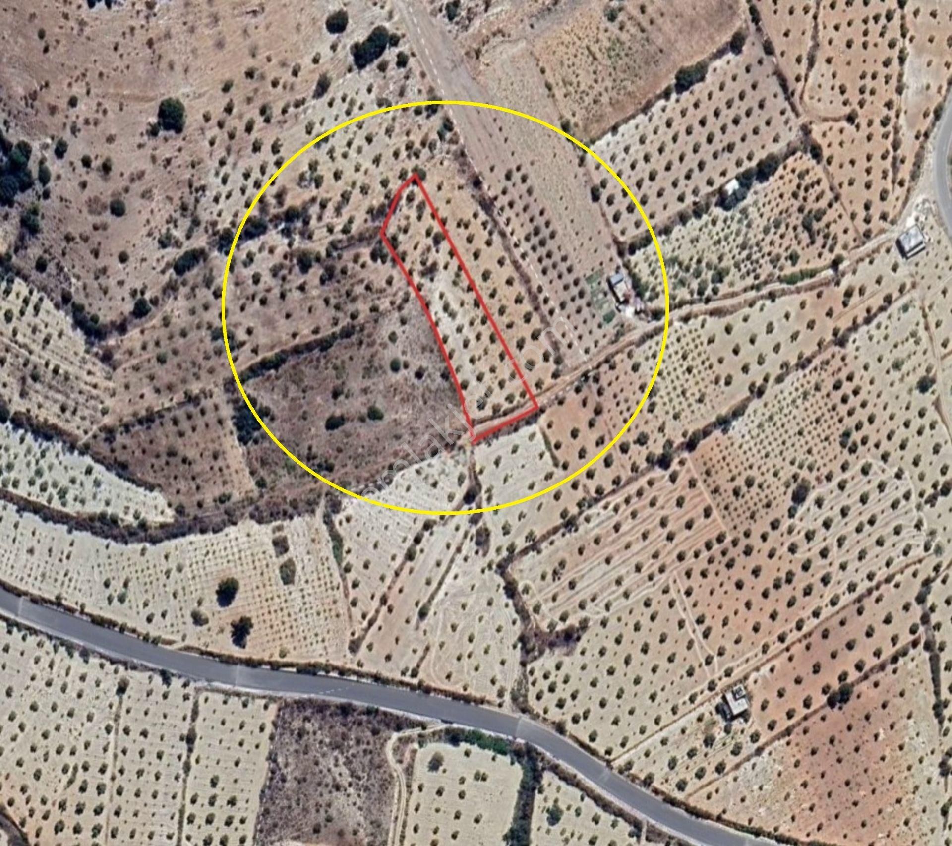 Morcalı Da Satılık 3080 M2 Tek Tapu Zeytinlik - Görsel 9